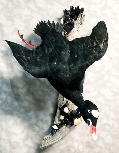 Scoter Duck Diving Mount