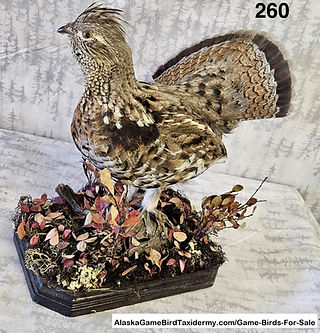 #260 Ruffed Grouse Table Top with Red Ta