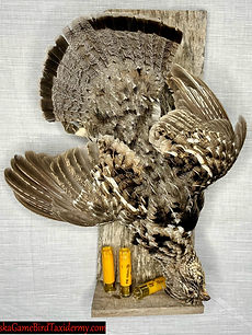 #217 Ruffed Grouse Dead Mount new pic 10