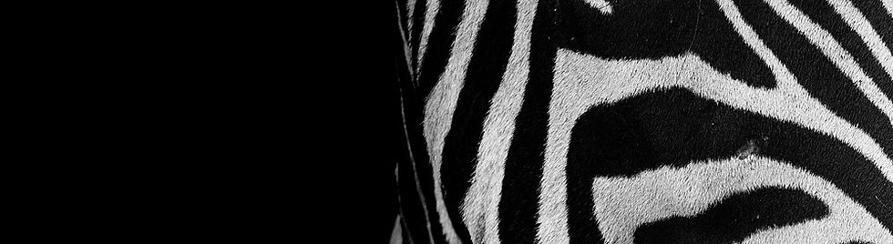 Zebra.jpg