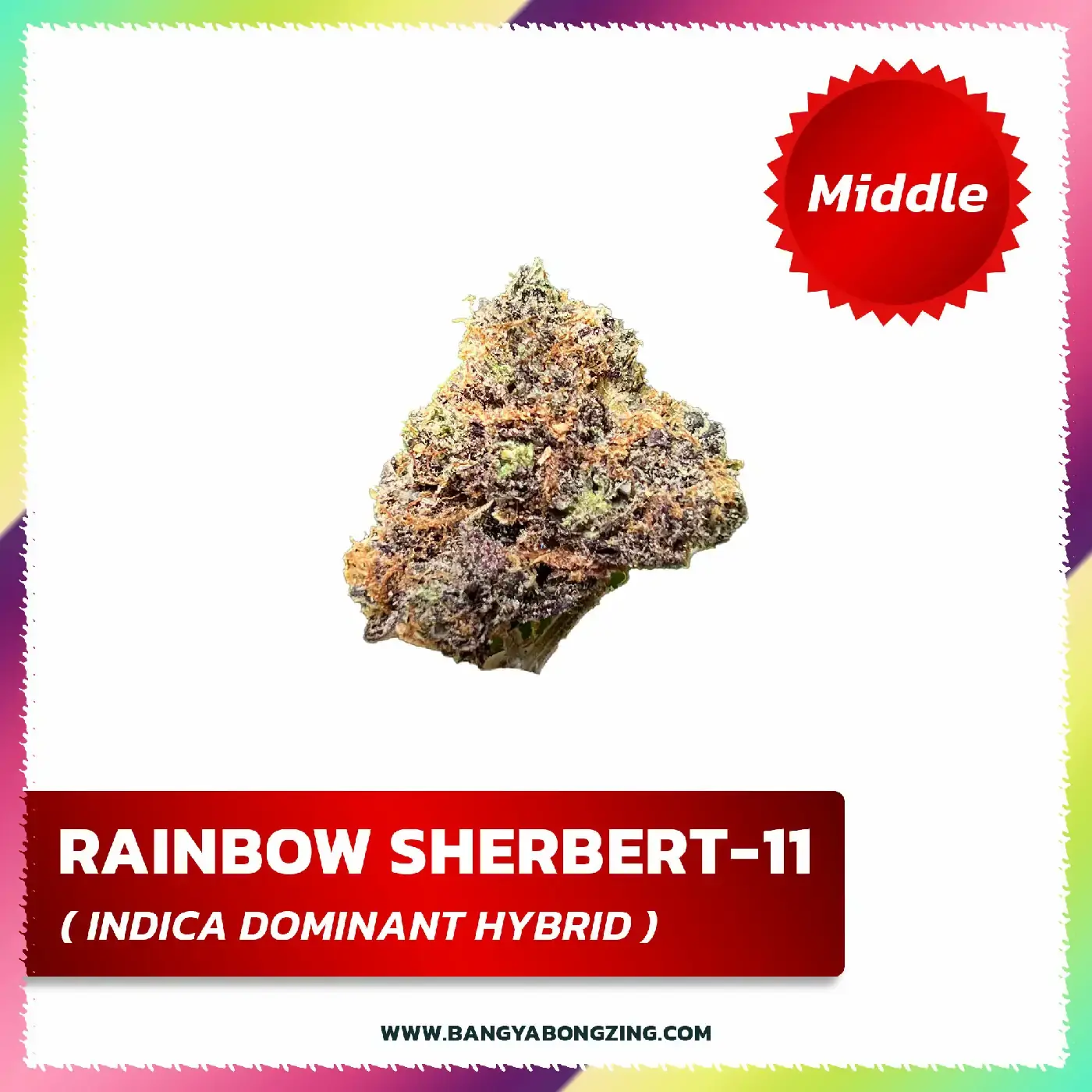 Rainbow Sherbert-11 [Middle]