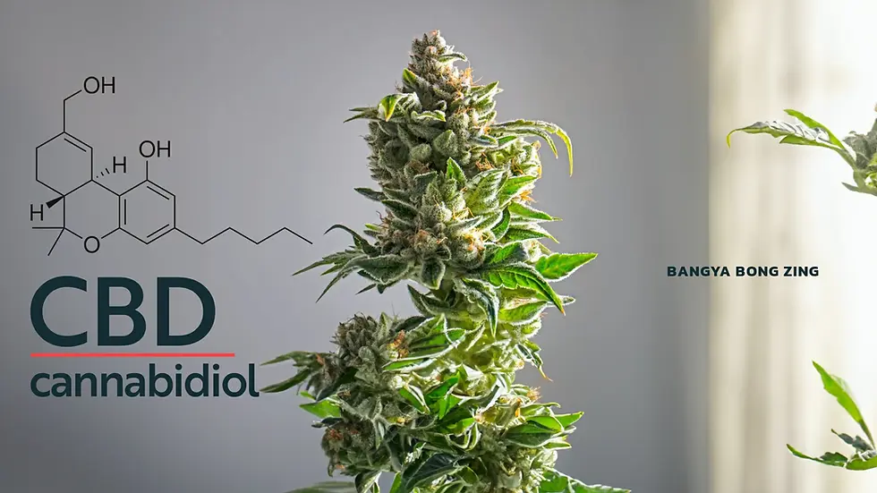 สาร CBD (Cannabidiol) ในพืชกัญชาคืออะไร? 2023!!