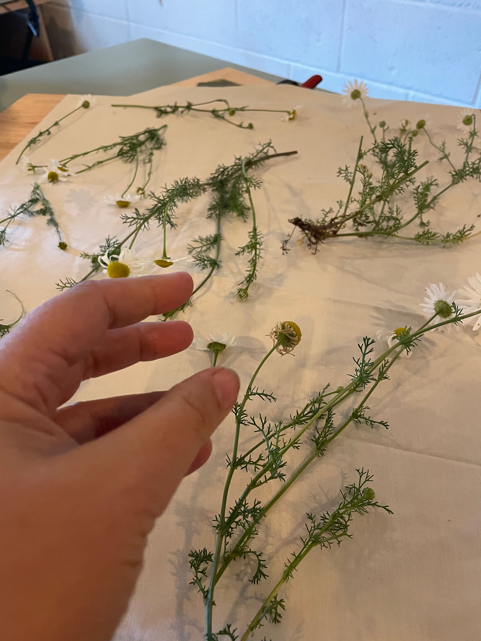 Putting daisies in the press