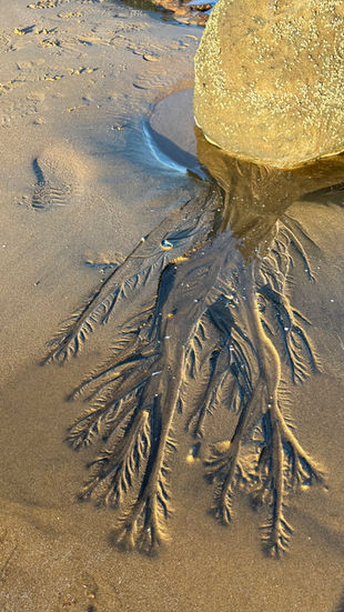 dendritic sand patterns