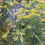 Thumbnail: Winter Light 1/20 Print Limited Edition #
