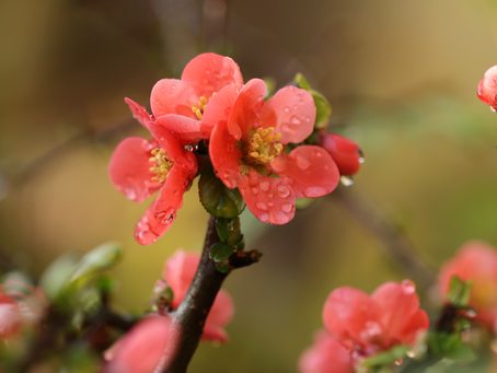 A Postcard From the Barn-March 2025