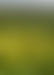 Yellow flowers cowslips on grass