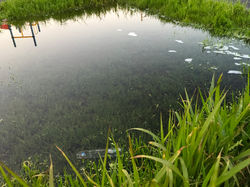 Rain water in a field