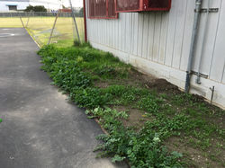 This area will be sprayed to save mowing crew a lot of time