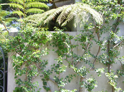 Very old vines properly maintained and fed with nutrients to make it looking new