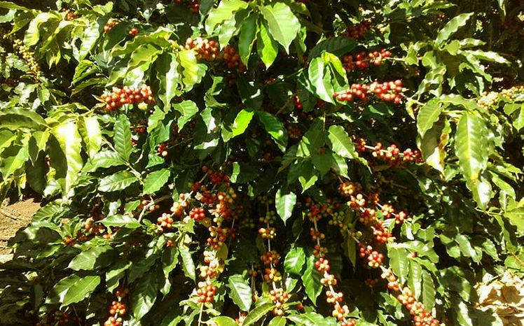 Thumbnail: North Fields Café Tour