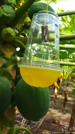 Melon lure in papaya field