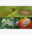 Thumbnail: Farm Toom Lure + Water trap