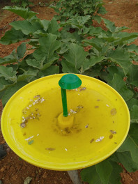 Brinjal water trap