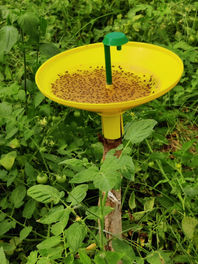  Water trap  with Tuta absoluta lures on TOMATO CROP 