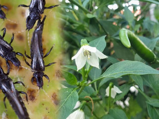 infestation of wester black thrips on chilli plan