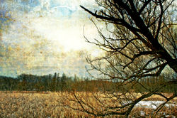 Willow in Winter