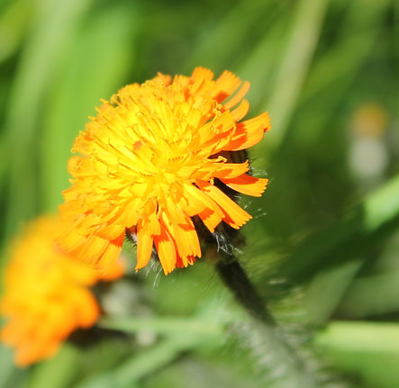 IMG_5390_edited.jpg