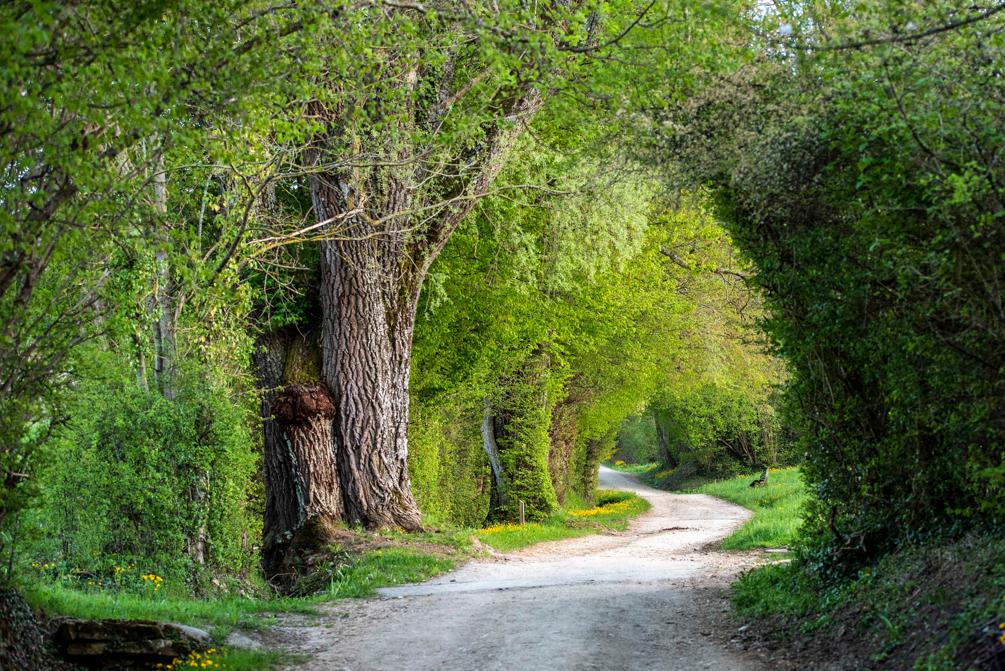 Copyright Walderlaebnis.ch (c) Walderlaebnis.ch