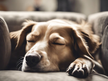 Can i do too much with my dog?