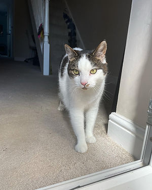 a cat standing in the doorway