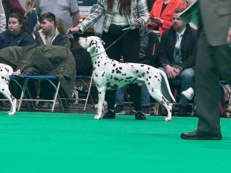 My experience at Crufts...