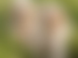 Littermates - why it is not advised.