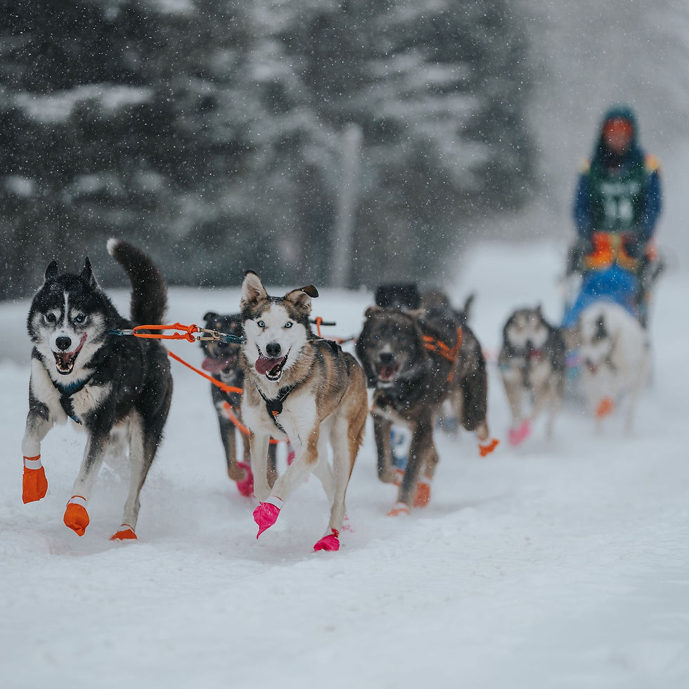 Wilderness - Julia Klaucke