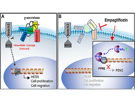 Empagliflozin Attenuates Pulmonary Arterial Remodeling Through Peroxisome Proliferator-Activated Receptor Gamma Activation.