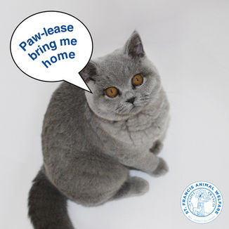 Uni Project, Social Media Marketing: SFAW