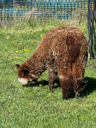Shearing Rescheduled