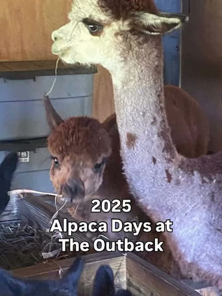 Alpaca Days 2025