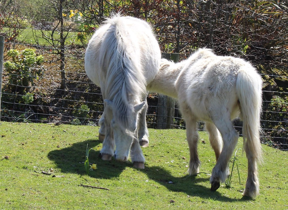 Jenni Nellist Animal Behaviourist Horses Translated
