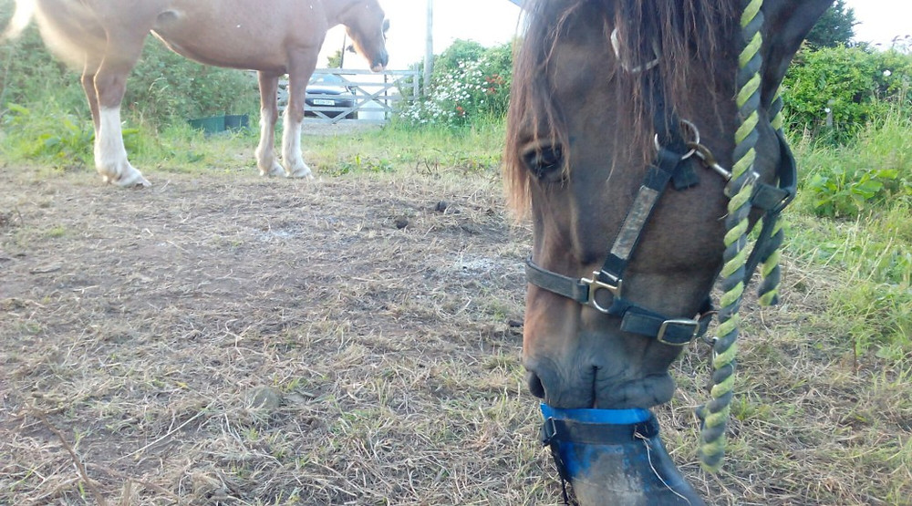 Jenni Nellist Animal Behaviourist Horses Translated Blog Horse Whiskers