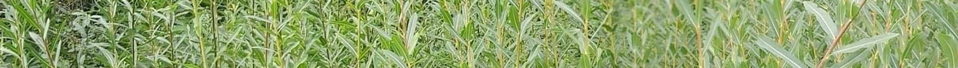 Mortimer Willow living willow