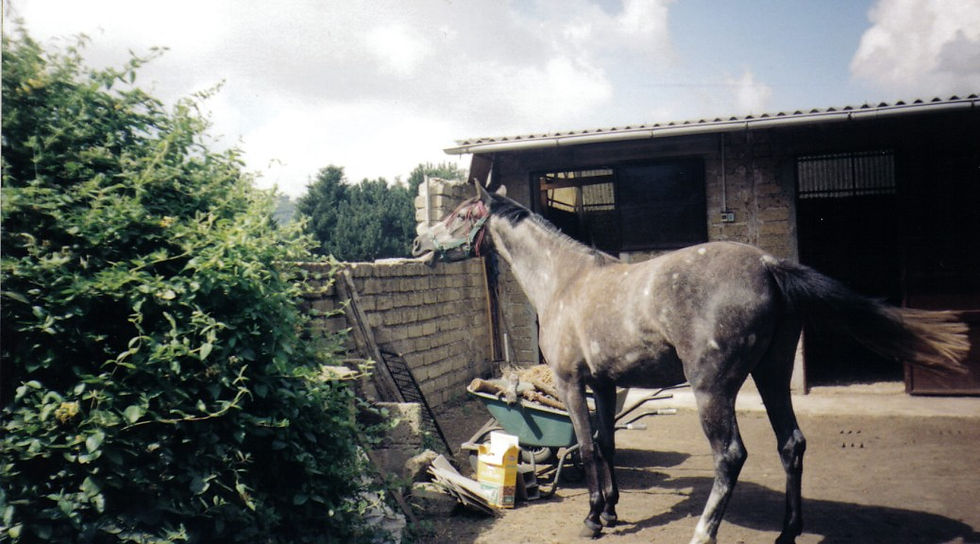 Weaning Jenni Nellist Animal Behaviourist Horses Translated