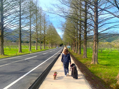 犬の散歩の引っ張り癖は絶対治さないといけない〜その理由と治す方法
