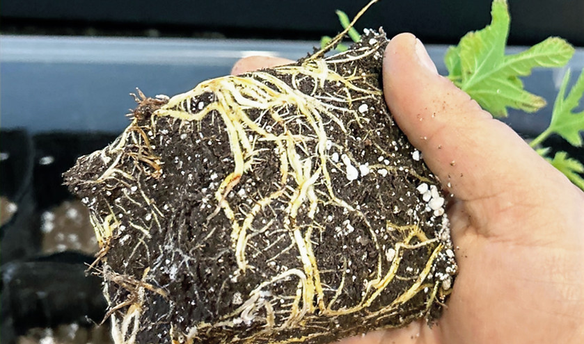 Rooted Cutting_edited_edited_edited.jpg