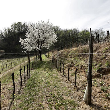 Roncho Dei Tassi Vigna_Ciliegi-110.jpeg