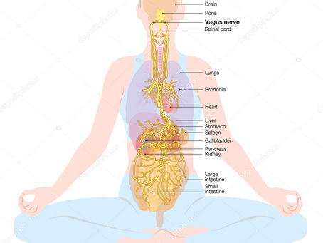schéma du nerf vague