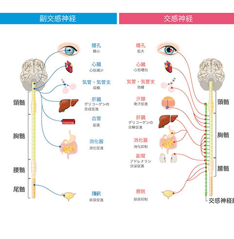 自律神経