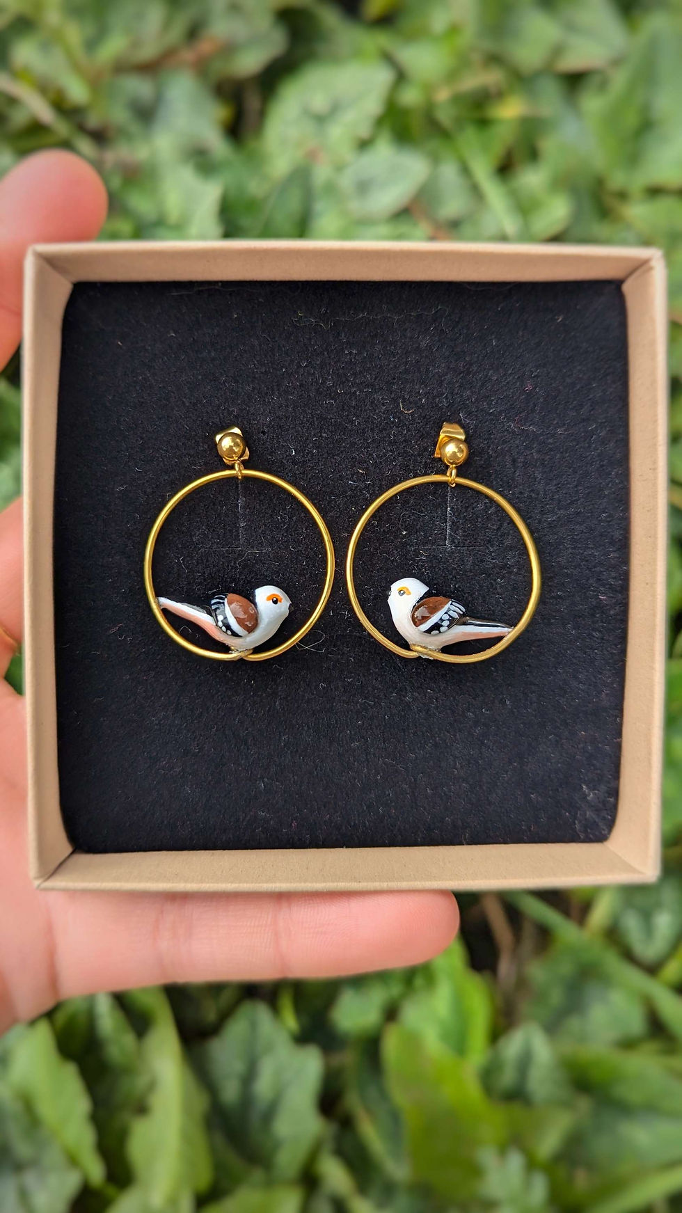 Miniature : Boucles Orite à longue queue (à tête blanche)