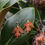 Miniature : Boucles d'oreilles feuille d'Aubépine