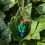 Miniature : Pendentif Toucanet Émeraude 