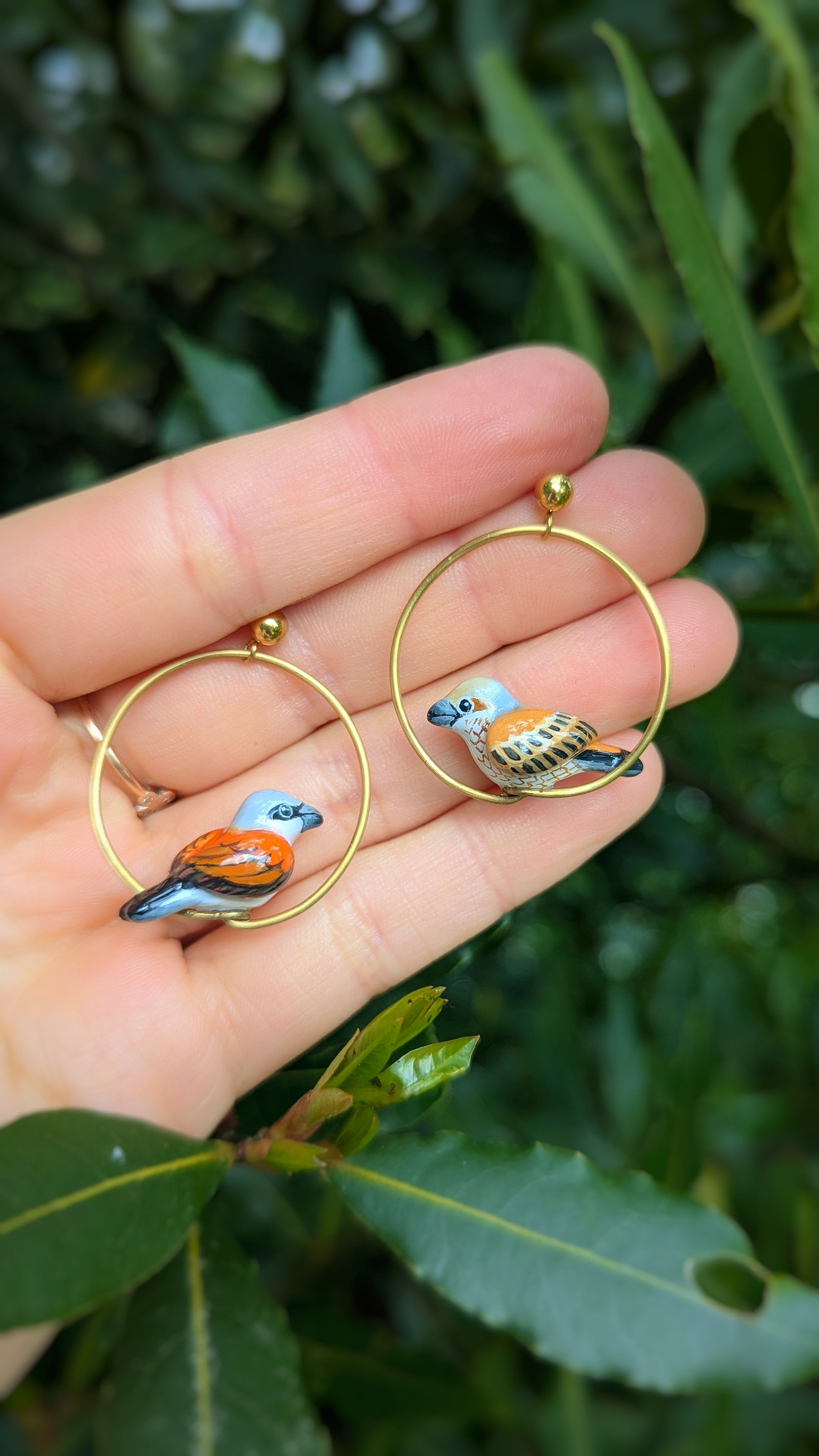 Boucles Pie-grièche écorcheur 