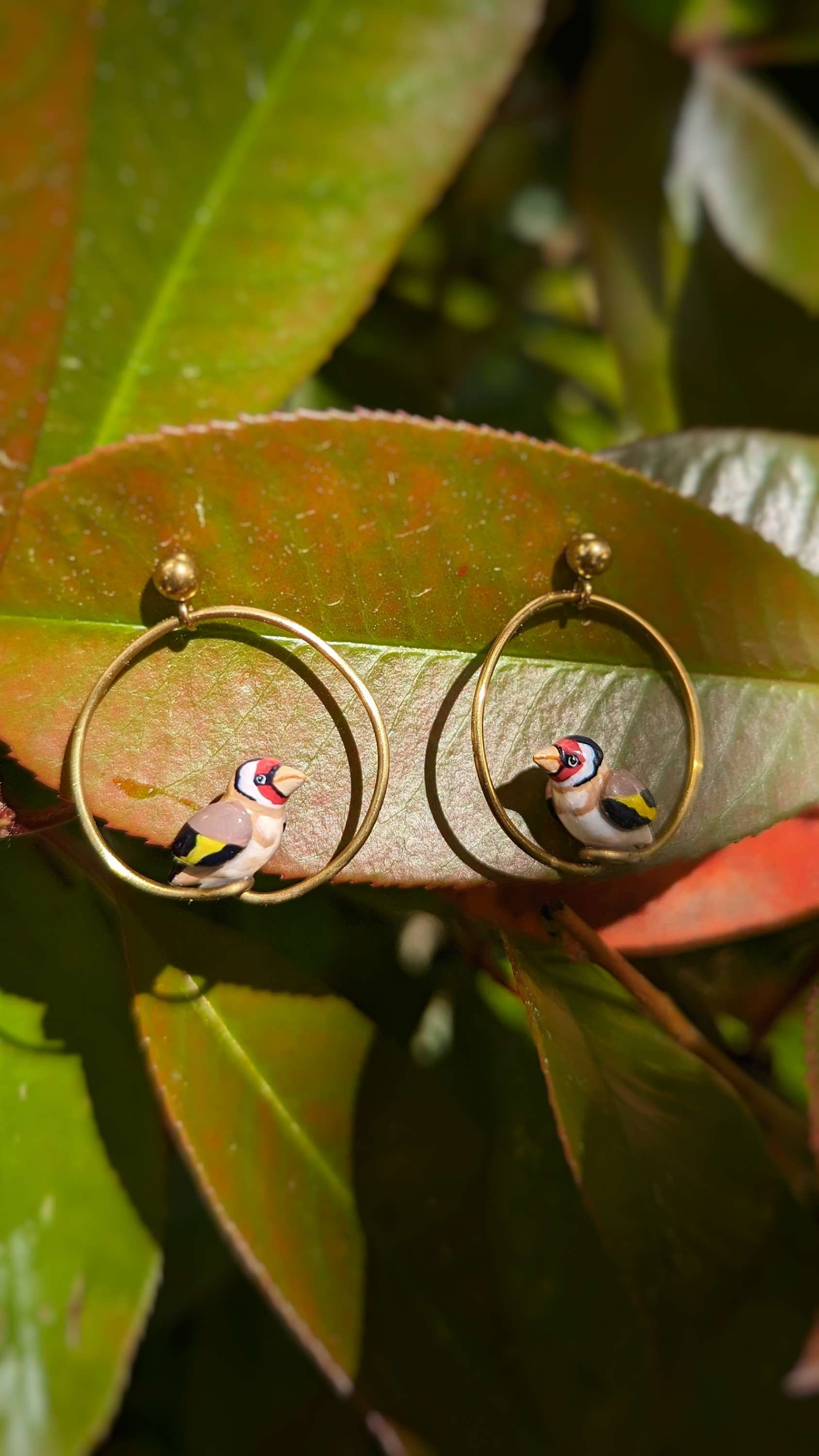 Boucles Chardonnerets Élégants 