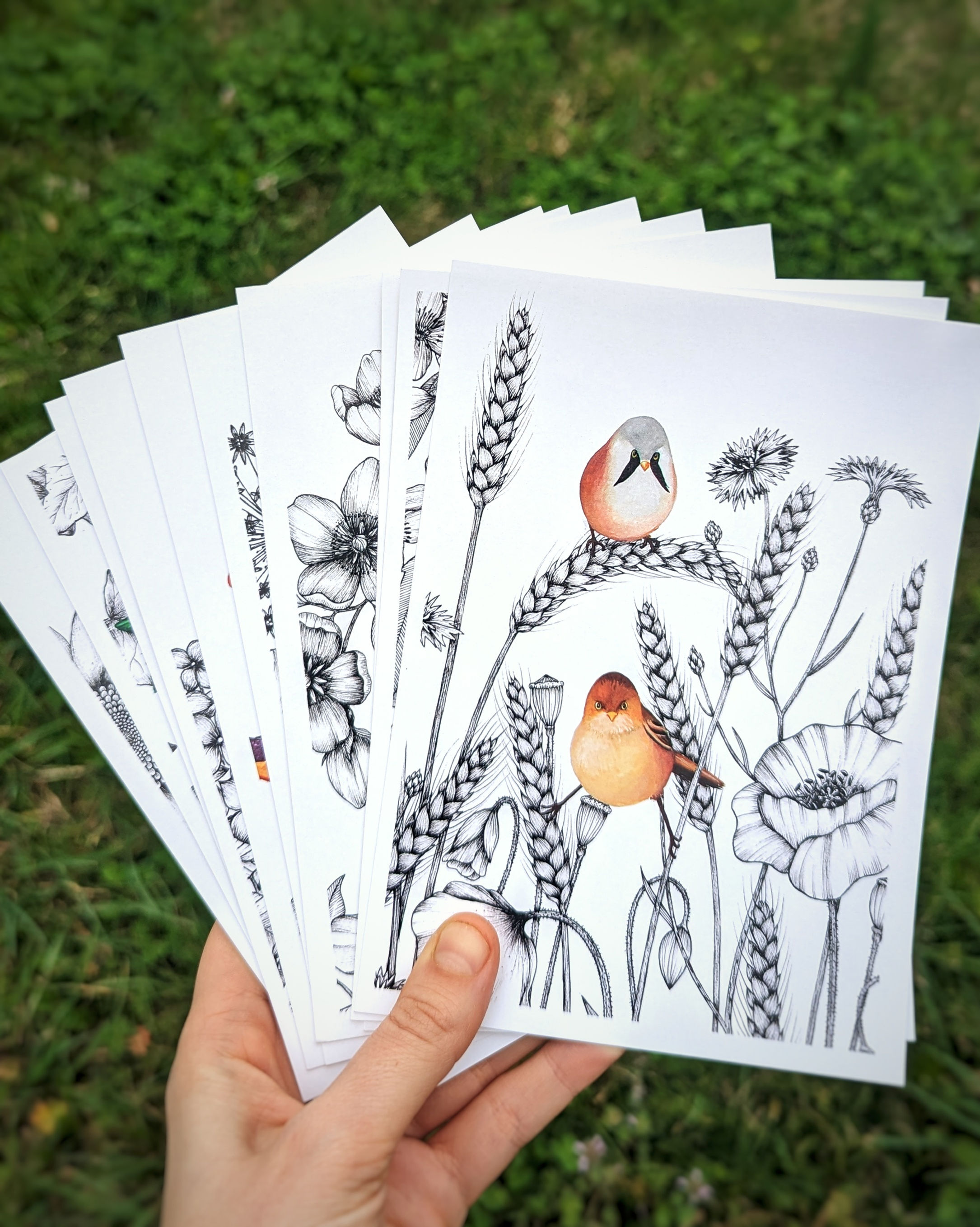 Cartes illustrées (Lot de 10 à composer)