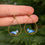Miniature : Boucles Mésange bleue 