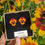 Miniature : Puces d'oreilles Pensée Orange
