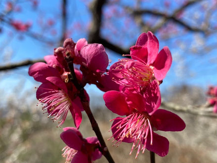 筑波山神社に行く少し手前に筑波梅林があります。満開で、梅の香りに包まれて幸せな気持ちになります。お天気よかったら是非出掛けてみて下さい。